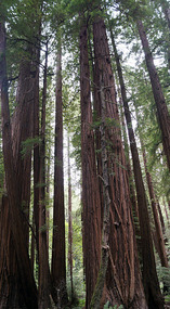 Muir Woods29