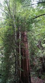 Muir Woods3
