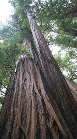 Muir Woods30