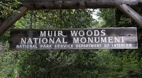 Muir Woods34