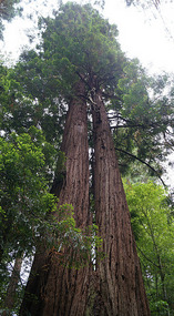 Muir Woods4