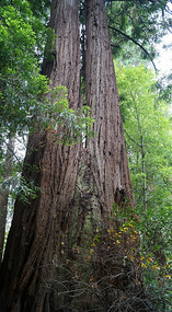 Muir Woods5