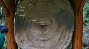 Muir Woods6