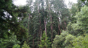 Muir Woods8