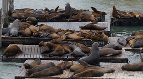 Pier3914