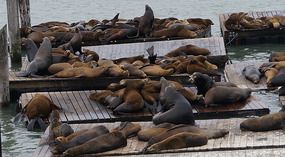 Pier3915