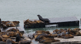 Pier3916