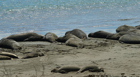 Elephant Seals1