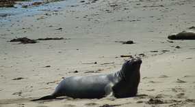 Elephant Seals10
