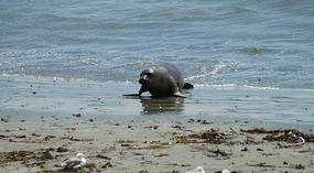Elephant Seals11
