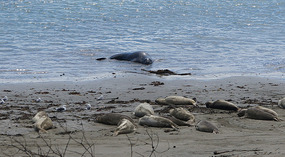 Elephant Seals12