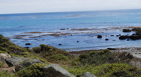 Elephant Seals13