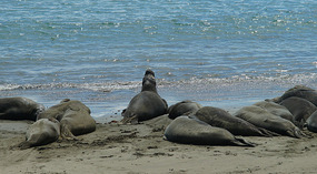 Elephant Seals2