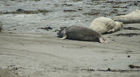 Elephant Seals3