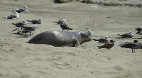 Elephant Seals4