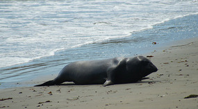 Elephant Seals7