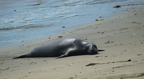 Elephant Seals8