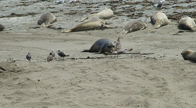 Elephant Seals9