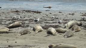 Video Elephant Seals