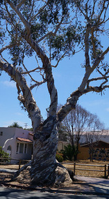 Carlsbad California13