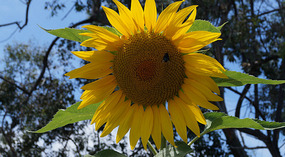 Botanical Garden1
