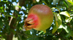 Botanical Garden10