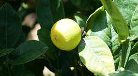 Botanical Garden11