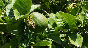 Botanical Garden12