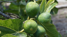 Botanical Garden15