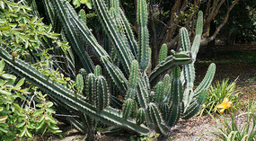 Botanical Garden16