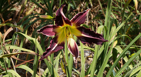 Botanical Garden17
