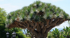 Botanical Garden2