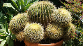 Botanical Garden21