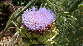 Botanical Garden22
