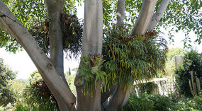 Botanical Garden23
