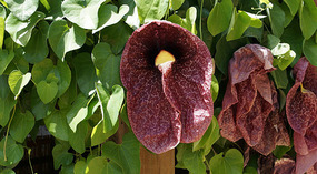 Botanical Garden24