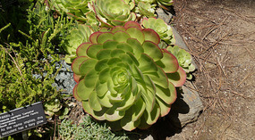 Botanical Garden25