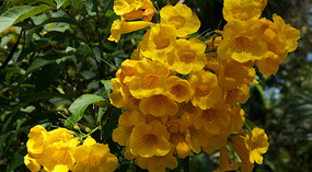 Botanical Garden27
