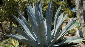Botanical Garden3