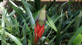 Botanical Garden32
