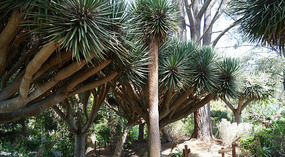 Botanical Garden33