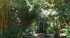 Botanical Garden5