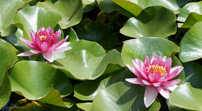 Botanical Garden6