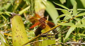 Botanical Garden7