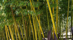 Botanical Garden8