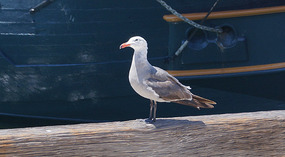 San Diego40