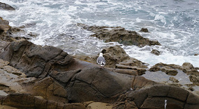 La Jolla14