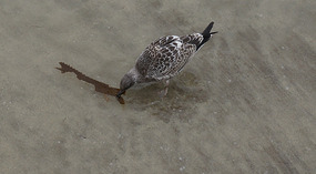 La Jolla16