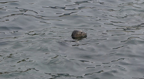 La Jolla18