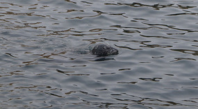 La Jolla19